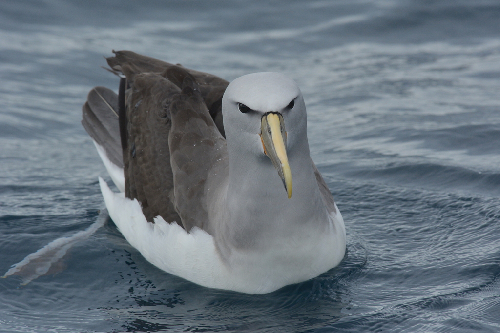 Salvin's Albatross