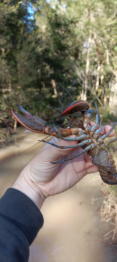 Cherax setosus