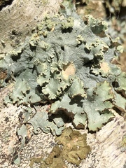 Punctelia caseana