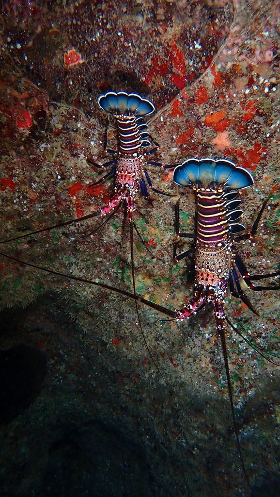 Photo of a Spiny Lobster