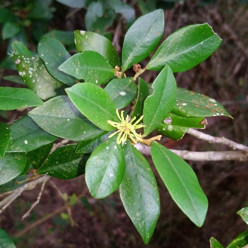 White witch-hazel (Trichocladus ellipticus)