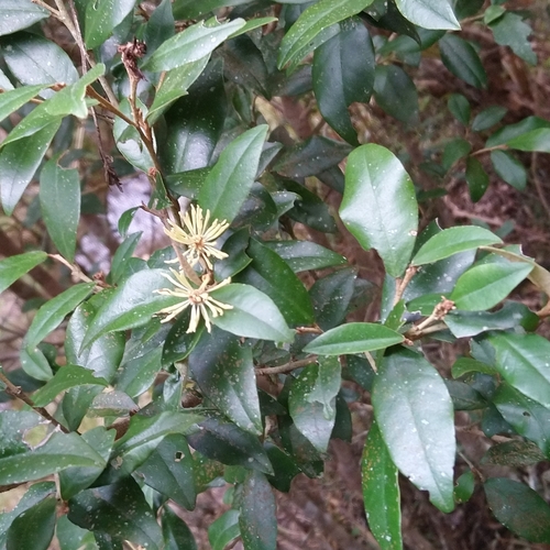 Trichocladus ellipticus, photograph 1