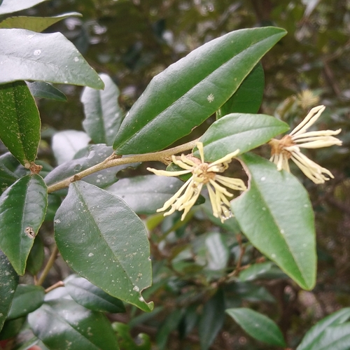 Trichocladus ellipticus, photograph 2