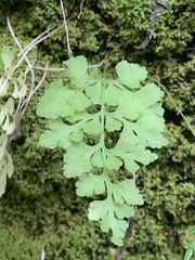 Cryptogramma stelleri image
