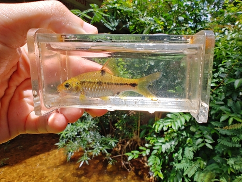 Rhombus barb (Barbodes rhombeus) — Cyprinidae