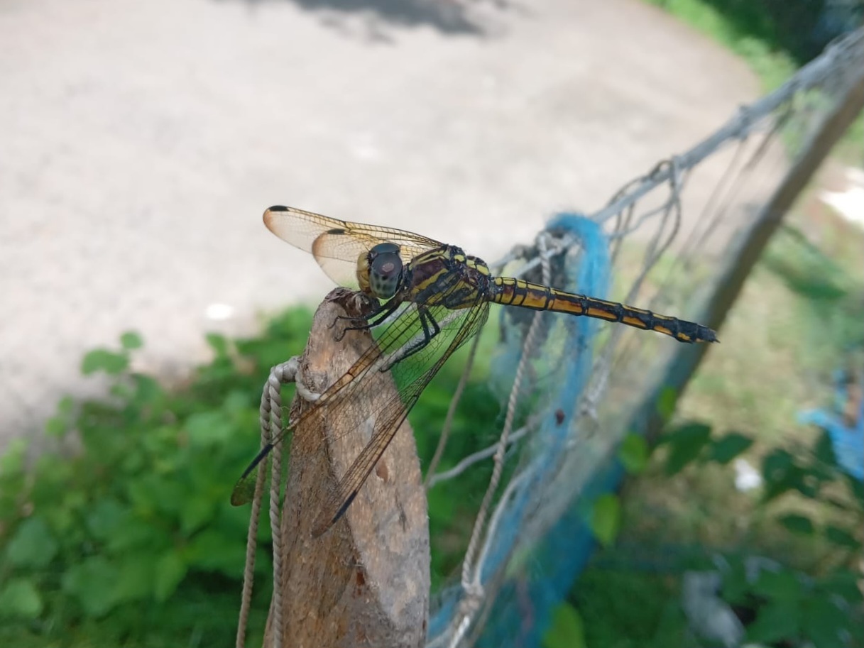 Yellow-Tailed Ashy Skimmer