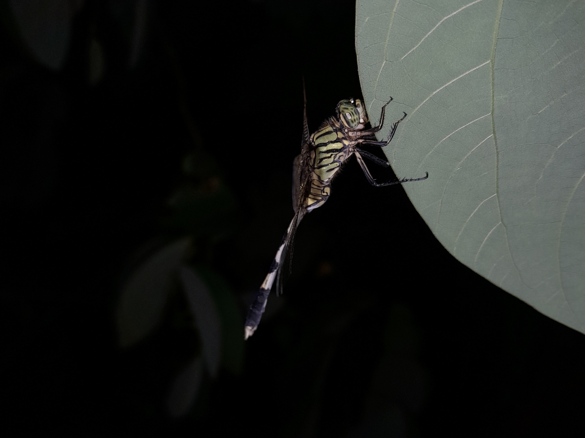 Slender Skimmer