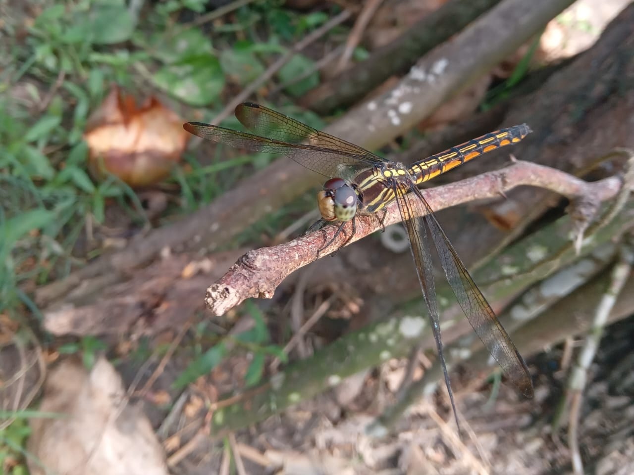 Yellow-Tailed Ashy Skimmer