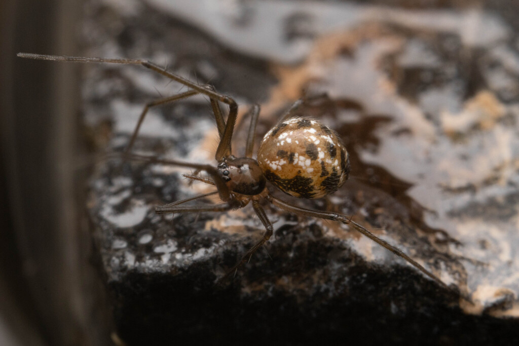 Helsdingenia extensa