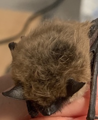 Myotis ciliolabrum