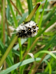 Lophocampa roseata