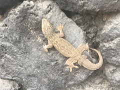 Hemidactylus platyurus