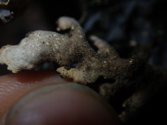 Pseudocyphellaria carpoloma