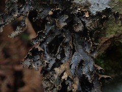 Pseudocyphellaria carpoloma