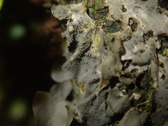 Leptogium denticulatum