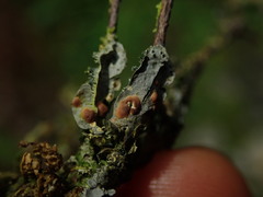 Coccocarpia erythroxyli