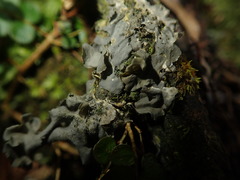 Leptogium denticulatum