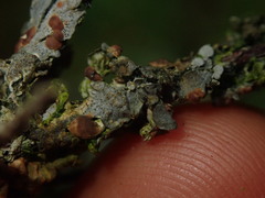 Coccocarpia erythroxyli