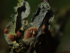 Coccocarpia erythroxyli