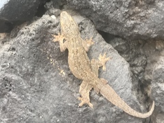 Hemidactylus platyurus