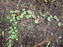 Hydrocotyle moschata moschata