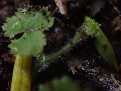 Hydrocotyle moschata moschata