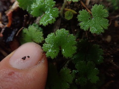 Hydrocotyle moschata moschata