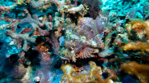 Scorpaenopsis papuensis observed 2025-06-04