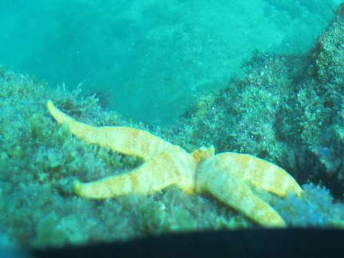 Narcissia trigonaria, 2016-12-03