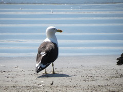 Larus dominicanus