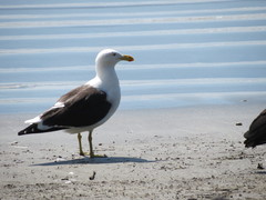 Larus dominicanus