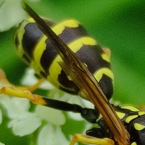 European Paper Wasp, 3566 ME Utrecht, Nederland, photo 10 of 10