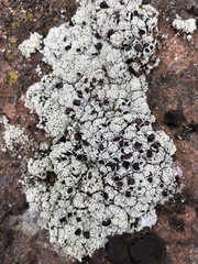 Lecanora argopholis