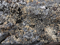 Rhizoplaca subdiscrepans