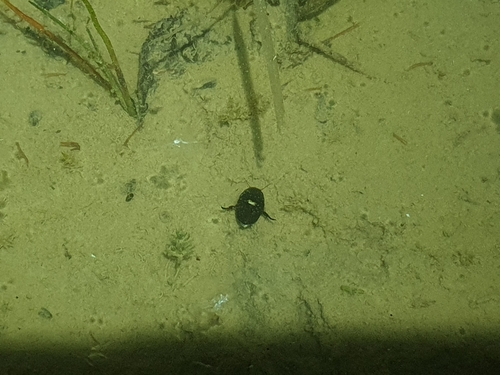 Schwimmkäfer