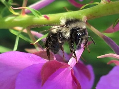 Bombus bifarius