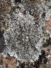 Physcia phaea