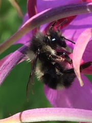 Bombus bifarius