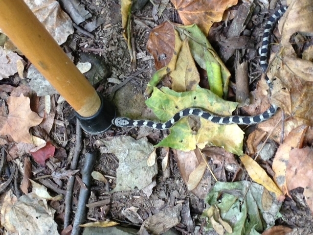 Gray Ratsnake (The Snakes of Ontario) · iNaturalist