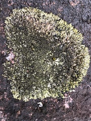 Phaeophyscia sciastra