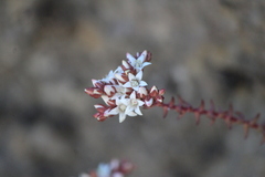 Sedum jurgensenii