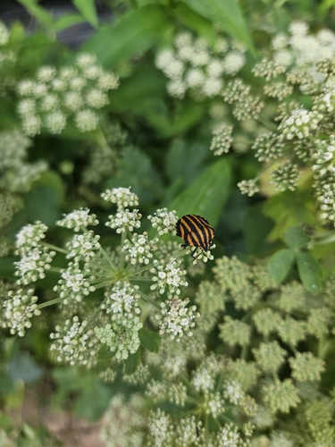 Graphosoma rubrolineatum