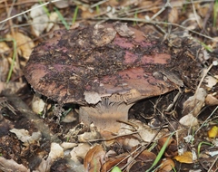 Chroogomphus pseudovinicolor image