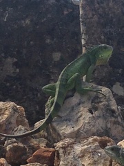Iguana iguana