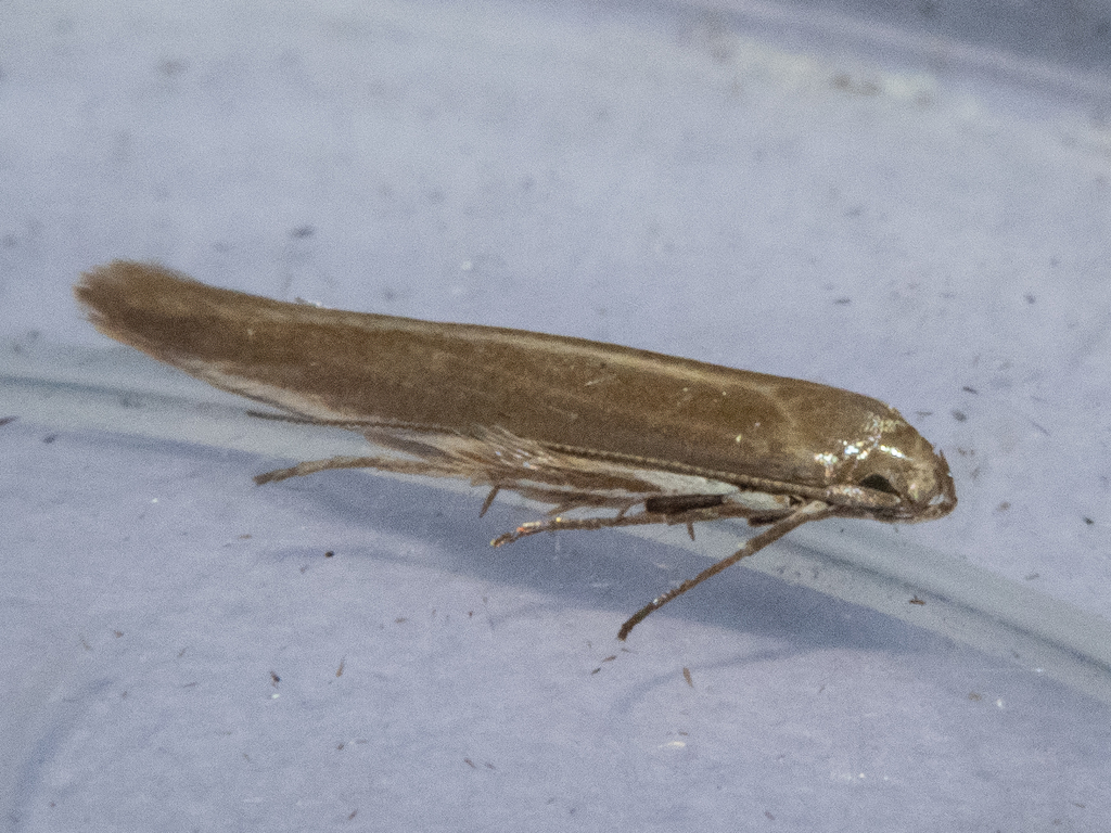 Batrachedra liopis