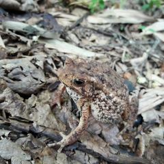 Ingerophrynus biporcatus