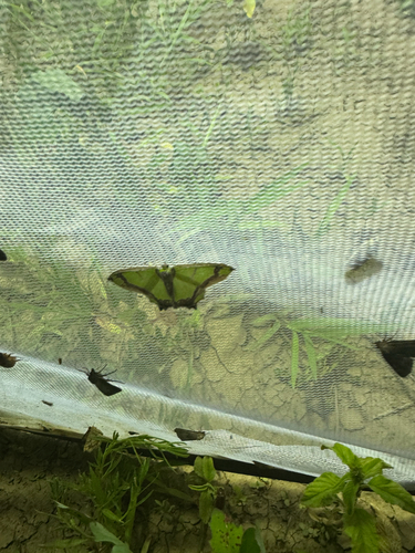 Agathia carissima