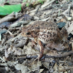 Ingerophrynus biporcatus