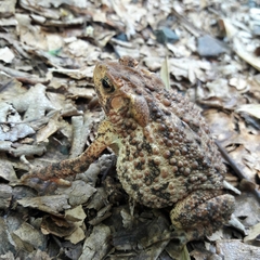 Ingerophrynus biporcatus