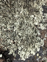 Xanthoparmelia viriduloumbrina